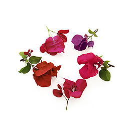 位圖 植物攝影 寫實(shí)花卉 花朵 數(shù)碼照片 免費(fèi)素材