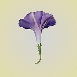 位圖 植物攝影 寫實(shí)花卉 花朵 牽?；?免費(fèi)素材
