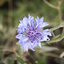 位圖 植物攝影 寫實(shí)花卉 花朵 數(shù)碼照片 免費(fèi)素材