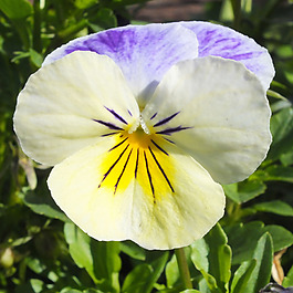 位圖 植物攝影 寫(xiě)實(shí)花卉 花朵 蘭花 免費(fèi)素材