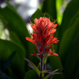 位圖 植物攝影 寫實(shí)花卉 花朵 數(shù)碼照片 免費(fèi)素材