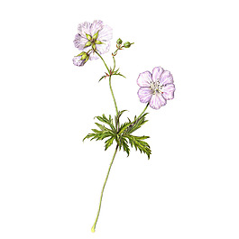 位圖 植物 寫意花卉 花朵 免費(fèi)素材