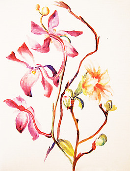 位圖 植物 寫意花卉 花朵 免費素材