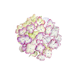 位圖 植物 寫意花卉 花朵 免費(fèi)素材