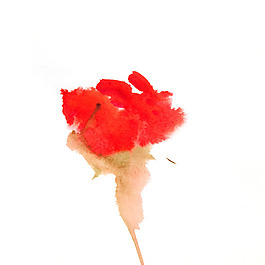 位圖 植物 寫意花卉 花朵 康乃馨 免費(fèi)素材