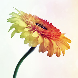 位圖 植物攝影 寫(xiě)實(shí)花卉 花朵 菊花 免費(fèi)素材