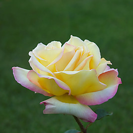 位圖 植物攝影 寫實(shí)花卉 花朵 數(shù)碼照片 免費(fèi)素材