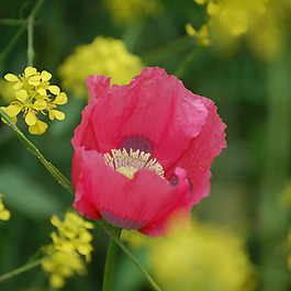位圖 植物攝影 寫實花卉 花朵 數(shù)碼照片 免費素材