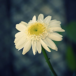 位圖 植物攝影 寫(xiě)實(shí)花卉 花朵 菊花 免費(fèi)素材