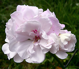 位圖 植物攝影 寫實花卉 花朵 牡丹 免費素材