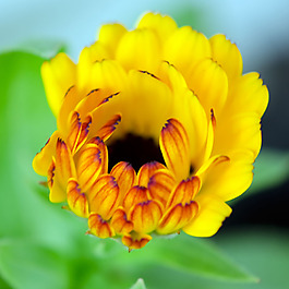 位圖 植物攝影 寫實(shí)花卉 花朵 數(shù)碼照片 免費(fèi)素材