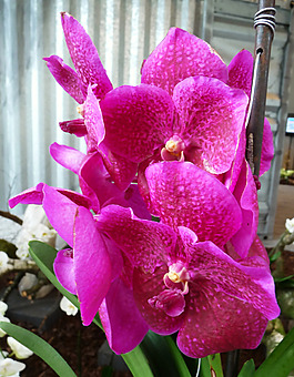 位圖 植物攝影 寫實(shí)花卉 花朵 蘭花 免費(fèi)素材