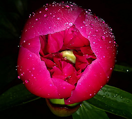 位圖 植物攝影 寫實(shí)花卉 花朵 郁金香 免費(fèi)素材