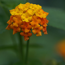 位圖 植物攝影 寫實花卉 花朵 數(shù)碼照片 免費素材