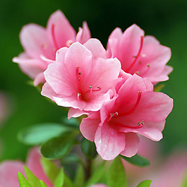 位圖 植物攝影 寫實(shí)花卉 花朵 杜鵑 免費(fèi)素材