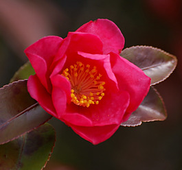 位圖 植物攝影 寫實(shí)花卉 花朵 數(shù)碼照片 免費(fèi)素材