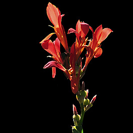 位圖 植物攝影 寫實(shí)花卉 花朵 數(shù)碼照片 免費(fèi)素材