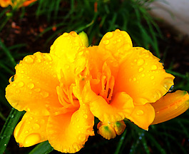 位圖 植物攝影 寫實(shí)花卉 花朵 數(shù)碼照片 免費(fèi)素材