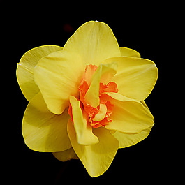 位圖 植物攝影 寫(xiě)實(shí)花卉 花朵 數(shù)碼照片 免費(fèi)素材