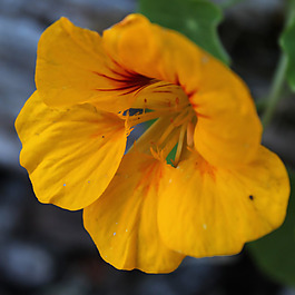 位圖 植物攝影 寫實(shí)花卉 花朵 數(shù)碼照片 免費(fèi)素材