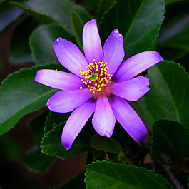 位圖 植物攝影 寫實花卉 花朵 數(shù)碼照片 免費素材