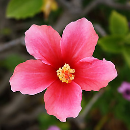 位圖 植物攝影 寫實花卉 花朵 數(shù)碼照片 免費(fèi)素材
