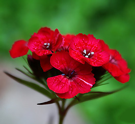位圖 植物攝影 寫實(shí)花卉 花朵 數(shù)碼照片 免費(fèi)素材