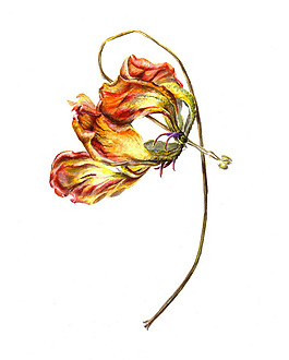 位圖 植物 寫意花卉 花朵 免費(fèi)素材