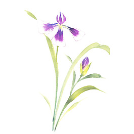 位圖 植物 寫意花卉 花朵 免費(fèi)素材
