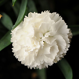 位圖 植物攝影 寫實(shí)花卉 花朵 康乃馨 免費(fèi)素材