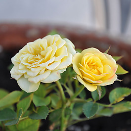 位圖 植物攝影 寫實(shí)花卉 花朵 數(shù)碼照片 免費(fèi)素材