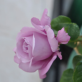 位圖 植物攝影 寫實花卉 花朵 數(shù)碼照片 免費素材