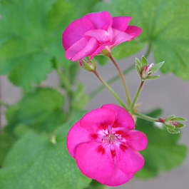 位圖 植物攝影 寫實花卉 花朵 數(shù)碼照片 免費素材