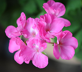 位圖 植物攝影 寫實(shí)花卉 花朵 數(shù)碼照片 免費(fèi)素材