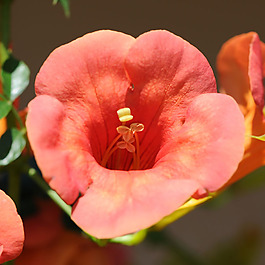 位圖 植物攝影 寫實(shí)花卉 花朵 數(shù)碼照片 免費(fèi)素材
