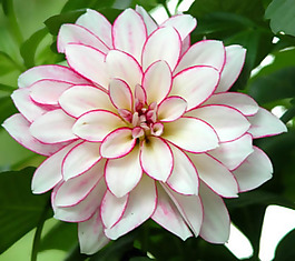 位圖 植物攝影 寫實(shí)花卉 花朵 免費(fèi)素材