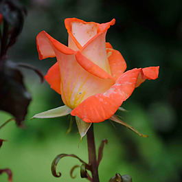 位圖 植物攝影 寫(xiě)實(shí)花卉 花朵 玫瑰 免費(fèi)素材