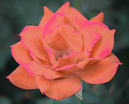 位圖 植物攝影 寫(xiě)實(shí)花卉 花朵 數(shù)碼照片 免費(fèi)素材