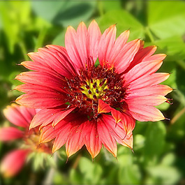 位圖 植物攝影 寫實花卉 花朵 菊花 免費素材