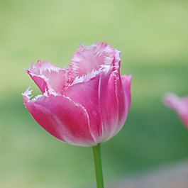 位圖 植物攝影 寫實(shí)花卉 花朵 郁金香 免費(fèi)素材