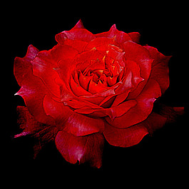 位圖 植物攝影 寫(xiě)實(shí)花卉 花朵 數(shù)碼照片 免費(fèi)素材