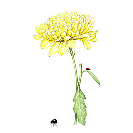 位圖 植物 寫意花卉 花朵 菊花 免費素材
