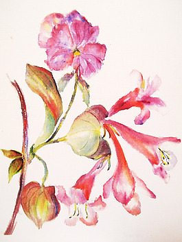 位圖 植物 寫意花卉 花朵 免費(fèi)素材
