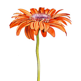 位圖 植物 寫意花卉 花朵 菊花 免費(fèi)素材