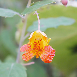 位圖 植物攝影 寫(xiě)實(shí)花卉 花朵 數(shù)碼照片 免費(fèi)素材