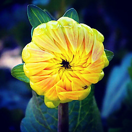 位圖 植物攝影 寫實(shí)花卉 花朵 向日葵 免費(fèi)素材