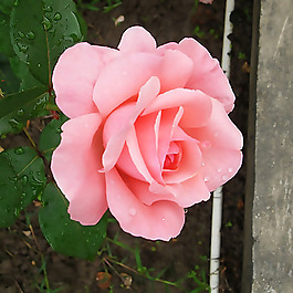 位圖 植物攝影 寫實花卉 花朵 玫瑰 免費素材