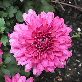 位圖 植物攝影 寫實(shí)花卉 花朵 菊花 免費(fèi)素材