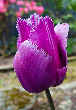位圖 植物攝影 寫實(shí)花卉 花朵 郁金香 免費(fèi)素材