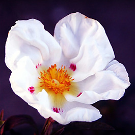 位圖 植物攝影 寫(xiě)實(shí)花卉 花朵 數(shù)碼照片 免費(fèi)素材